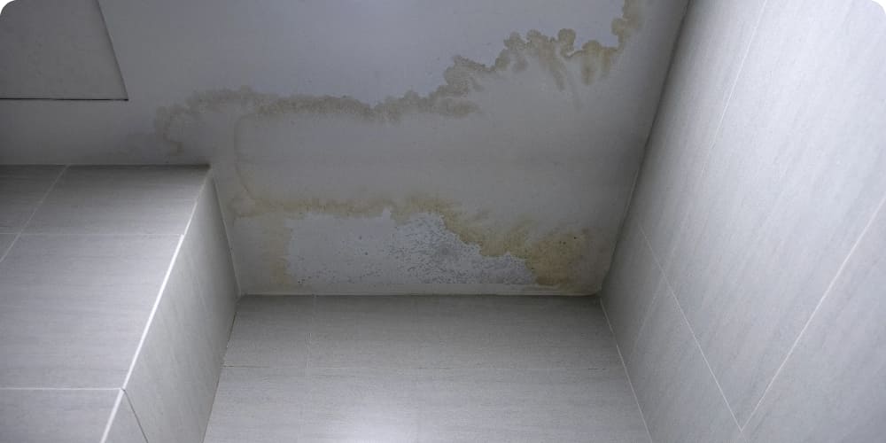 mildew-stains-at-ceiling-2022-11-01-04-34-38-utc2x
